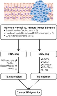 Patterns of Transposable Element Expression and Insertion in Cancer